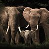 Elefantenfamilie mit einem Kalb (auch mit mehreren Kälbern) von Bert Hooijer