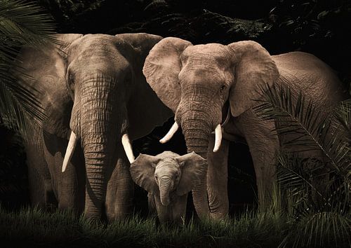 Elephant family with one calf ( also with several calves ) by Bert Hooijer