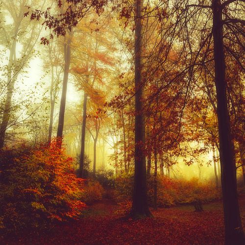 autumn forest colours