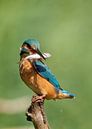 IJsvogel van Astrid Brouwers thumbnail