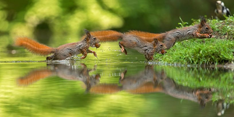 young red squirrel by gea strucks