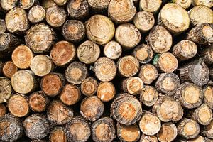 Pile de bois de troncs d'arbres