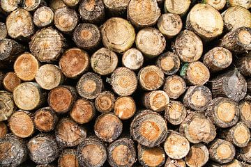 Holzstapel von Baumstämmen von Jessica Berendsen