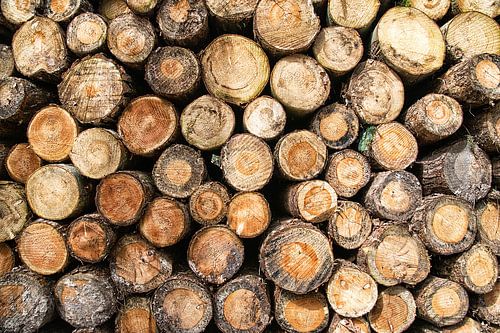Wood stack of tree trunks