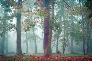 Nebel im Wald von Martin Wasilewski