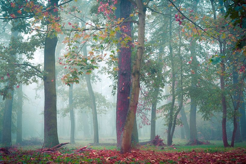 Mist in het bos van Martin Wasilewski