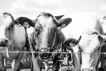 Koe in zwartwit