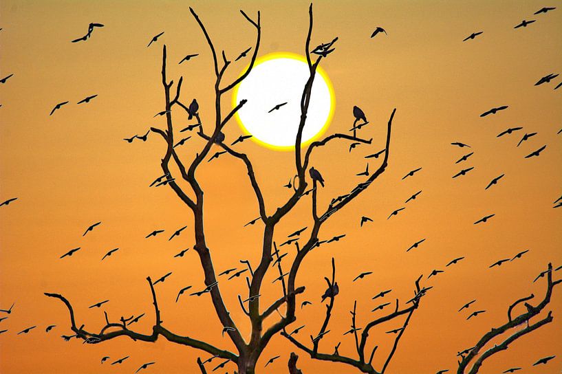 Arbre à oiseaux au coucher du soleil par Edgar Schermaul