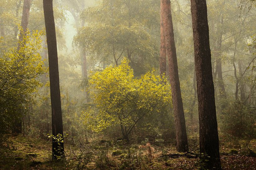 Forêt brumeuse VII par Kees van Dongen