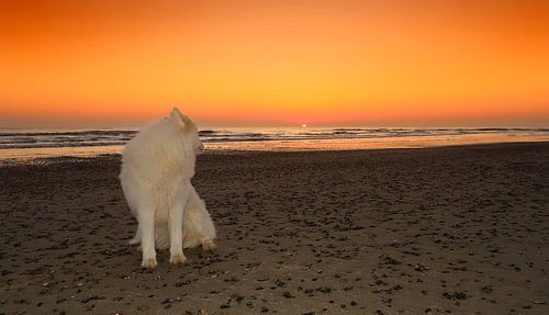 Samoyed