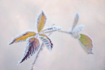 Bevroren bladeren in de mist.  van Francis Dost