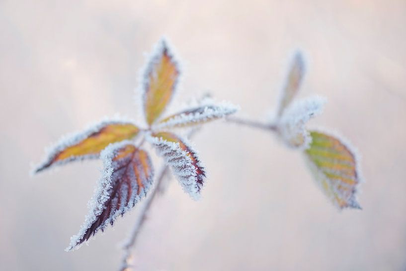Frozen feuilles dans le brouillard. par Francis Dost