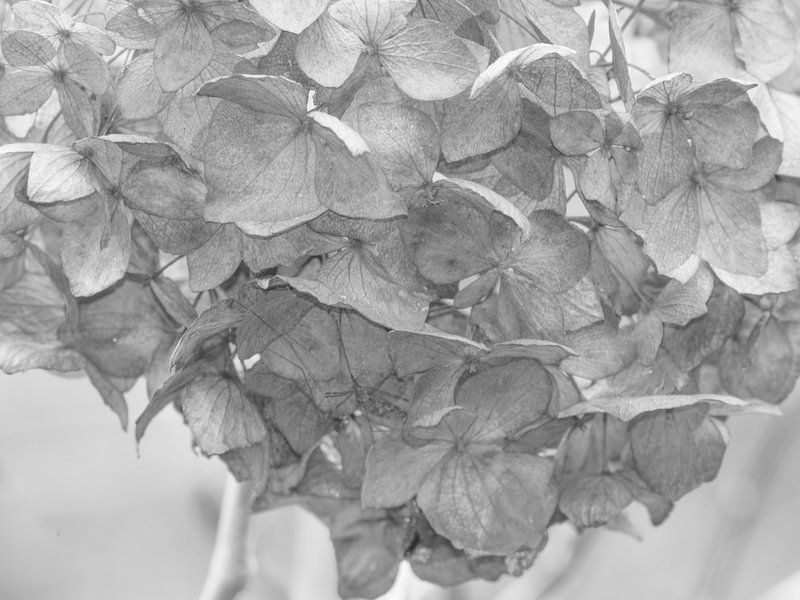 Hortensie #25 von Hanneke Bantje
