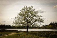 Nature, Deurne, The Netherlands