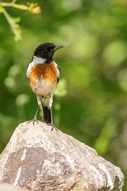 Schwarzkehlchen (Saxicola rubicola)