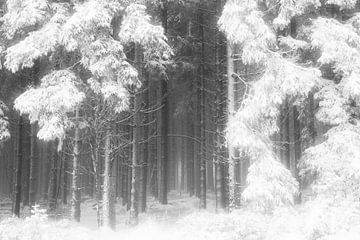 'WINTER', bomen in de mist. Zwart-wit fotografie.