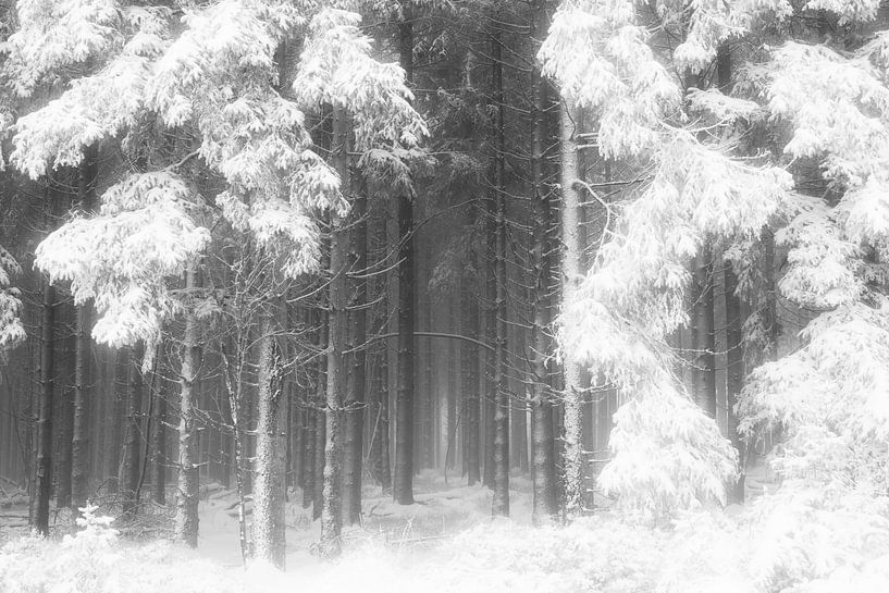 &#039;WINTER&#039;, trees in the fog. Black-and-white photography. by Femke den Hollander