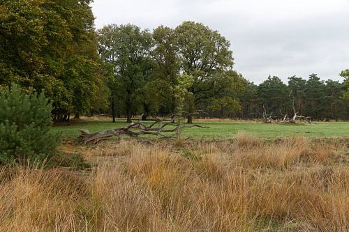 Hoge Veluwe