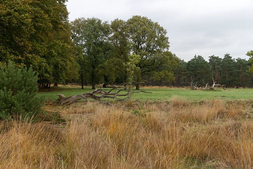 Hoge Veluwe by Edward fotografie