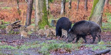 Wilde zwijnen met frislingen in het bos