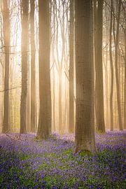 Hallerbos by Samantha Rorijs