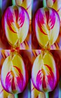 Tulpen.