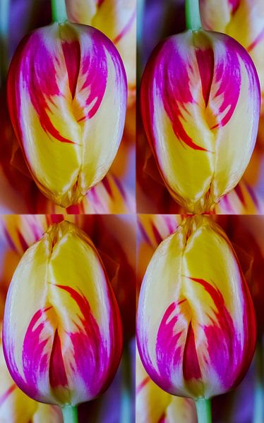 Tulpen.  by Armando de Sousa