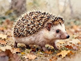 Im Rascheln der Blätter von Kristin M