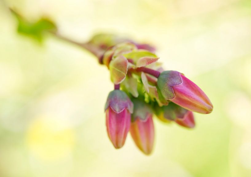Pink Blueberry Buds with Green Pastel  III by Iris Holzer Richardson