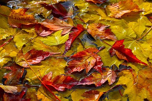 Het gebladerte van de herfst in het bos
