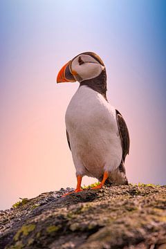 Papageientaucher, Fratercula arctica von Gert Hilbink