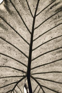 Elephant ear leaf in black and white | Nature photography by Denise Tiggelman