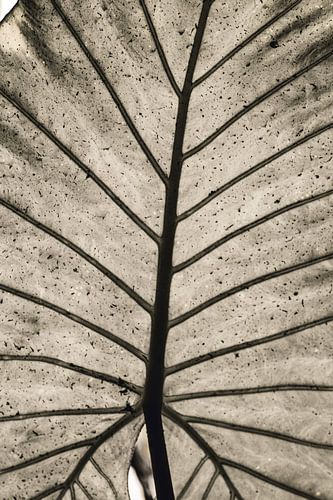 Olifantsoor blad in zwart-wit | Natuur fotografie