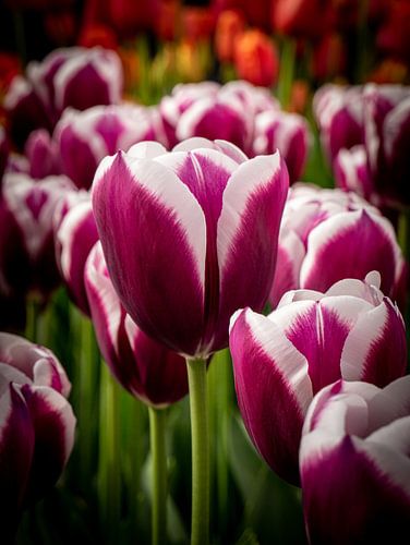 Tulpen in de Keukenhof