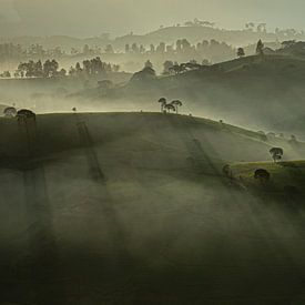 Matin brumeux - plantation de thé en Asie - panorama sur Ellis Peeters