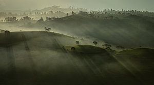 Matin brumeux - plantation de thé en Asie - panorama sur Ellis Peeters