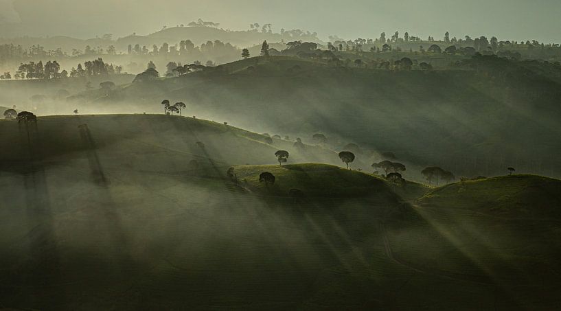Nebliger Morgen - Teeplantage Asien - Panorama von Ellis Peeters