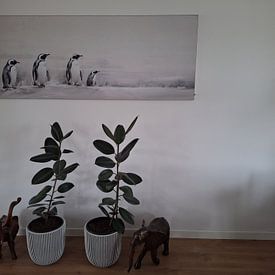 Kundenfoto: Pinguin | Pinguine von ARTEO Gemälde, als ArtFrame