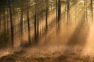 Zonlicht in mistig bos van Patrick Verhoef thumbnail