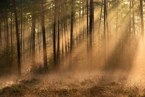 Zonlicht in mistig bos