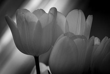 Tulpen van Mario Creanza