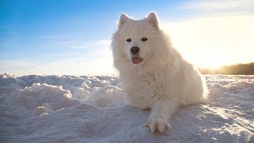 Hond in de sneeuw van Bo Valentino