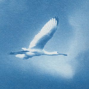 Löffler im Flug