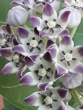 Tropische wilde bloem in paars en wit van Renee Alexandra Serlier