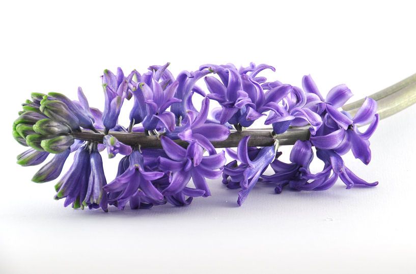 Purple hyacinth von Monique van Waterschoot