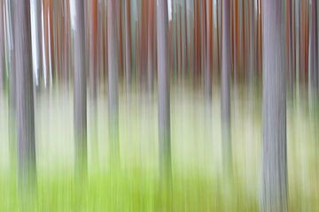 forest von Pim Leijen