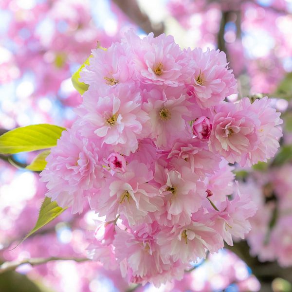 Pink Blossom van Caroline Boogaard