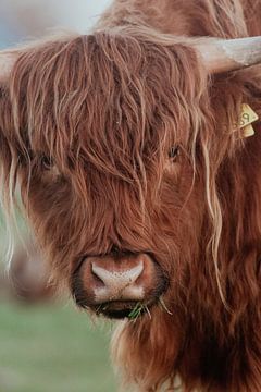 Schotse Hooglanders in de Nederlandse Duinen van Anne Zwagers