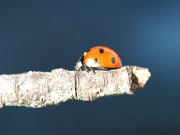 Ladybug by Christel Zûm Grotenhoff
