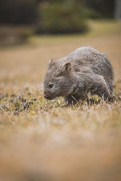 Les wombats de l'île Maria : les charmants habitants de la Tasmanie sur Ken Tempelers